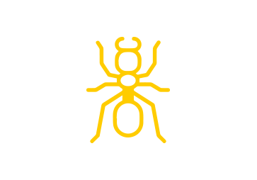 Ant